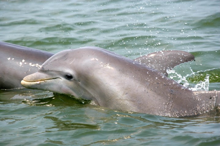 Two dolphins swimming in greenish water.