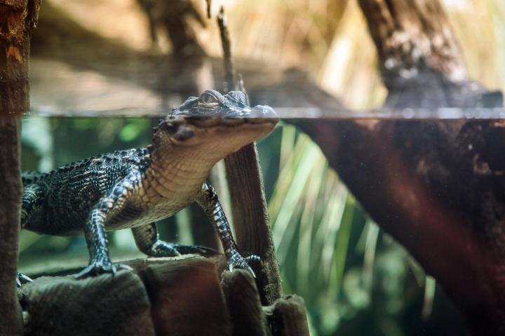 Young crocodile partially submerged, peeking above water in natural habitat.