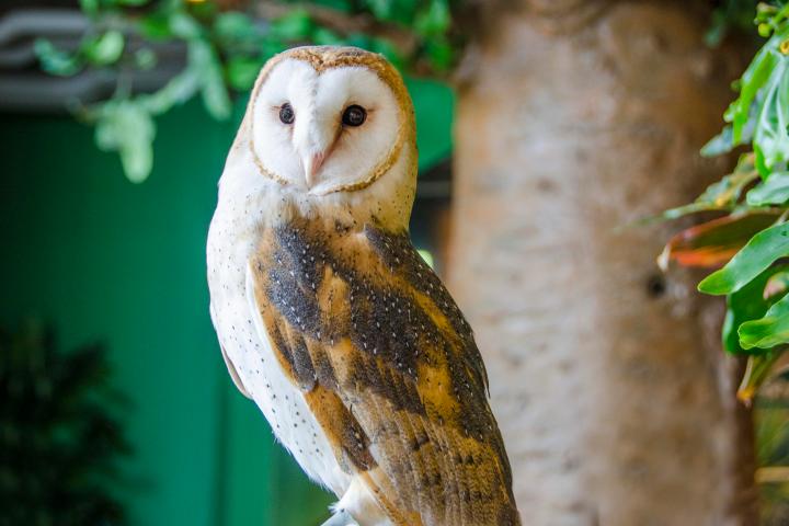 Barn owl perched on a branch, with trees in the background.