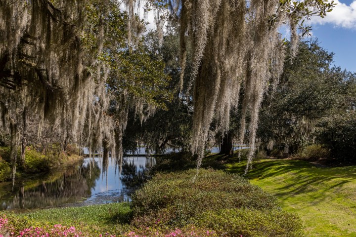 Scenic view of a pond with moss-covered trees and pink flowers in the foreground.