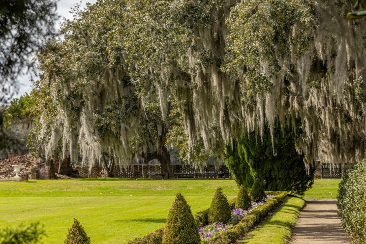 Garden path with flowers, hedges, and large oak trees draped in Spanish moss.