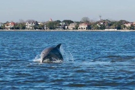 Dolphins swimming near the water's surface with a city skyline in the background.