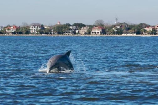 A dolphin swimming near the surface of a body of water, with a distant city skyline in the background.