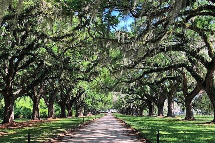 Path lined with large oak trees draped in Spanish moss under a blue sky.