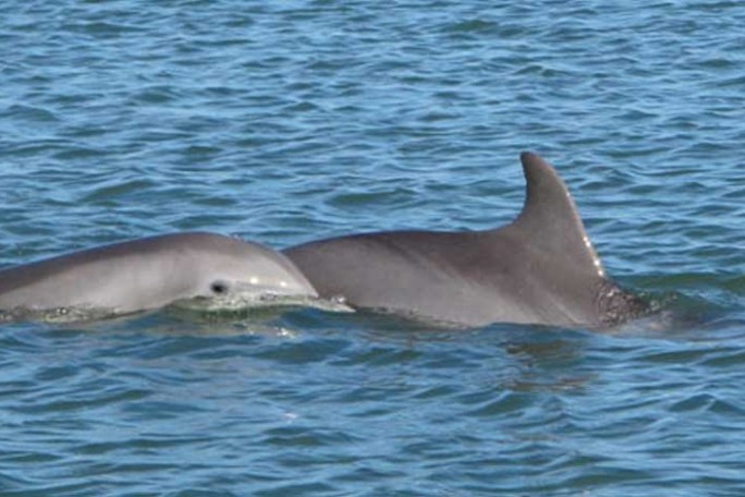 Two dolphins swimming side by side in blue ocean water.