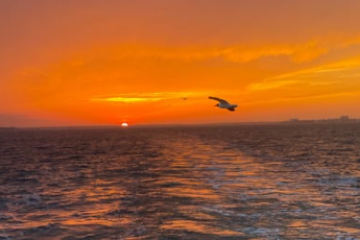 Sunset over ocean with birds flying and silhouette of coastline.
