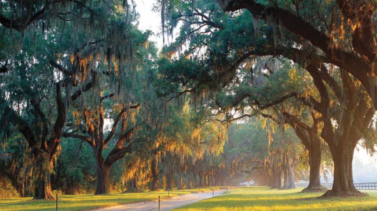 Tree-lined path with hanging moss and sunlight filtering through leaves.