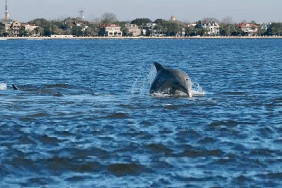 Two dolphins swimming near the water's surface with a coastal city in the background.