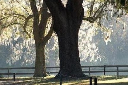 Sunlit trees with Spanish moss and wooden fence in morning mist.