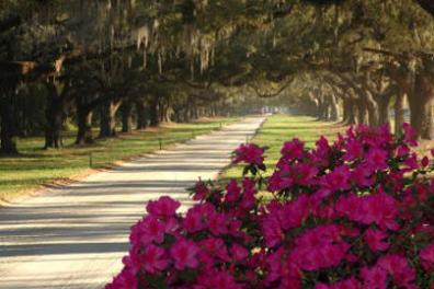Tree-lined path with hanging moss and vibrant pink flowers in foreground.