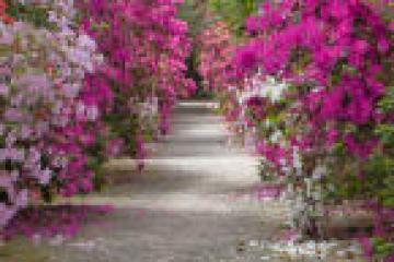 Pathway surrounded by vibrant pink and purple blooming bushes.