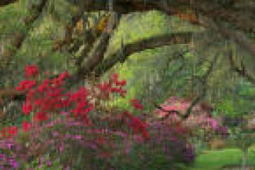 Lush garden with red flowers and arched tree branches.