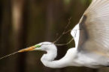 White bird flying, holding a stick in its beak.