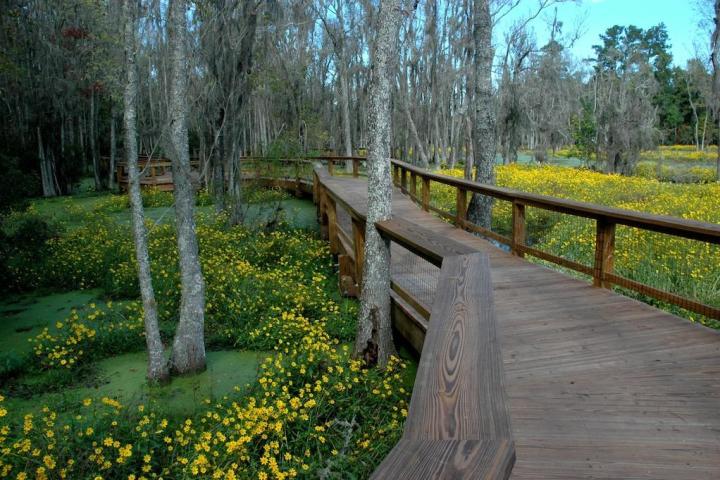 Wooden boardwalk over swamp with yellow flowers and trees.
